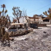Imágenes de la zona afectada por el incendio de Los Gallardos. Francisco J. Olmo / Europa Press Imágenes de la zona afectada por el incendio de Los Gallardos. Francisco J. Olmo / Europa Press