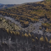 Superficie forestal quemada durante el incendio forestal, a 19 de julio de 2026. Mateo Lanzuela / Europa Press Superficie forestal quemada durante el incendio forestal, a 19 de julio de 2026. Mateo Lanzuela / Europa Press