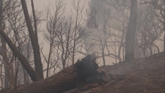 Vista del humo del incendio forestal, a 27 de julio de 2026, en Navas del Rey, Madrid. Alejandro Martínez Vélez / Europa Press