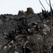 EuropaPress 7666468 zonas afectadas incendio forestal gallardos almeria 15 julio 2026 bedar