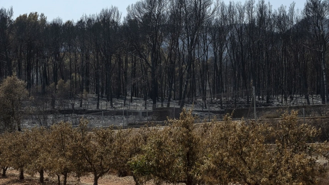 Árboles frutales quemados en un incendio forestal, a 30 de julio de 2026, en Alfondeguilla, Castellón. Ángel Sánchez / Europa Press 