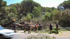 Zonas calcinadas tras el paso del incendio de la Sierra Oeste de Madrid. Europa Press/Jaime Luján Alarcón.