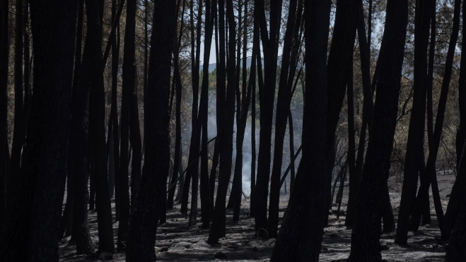 Bosque con rescoldos en Casavieja, a 1 de agosto de 2026, en Ávila. Gabri Solera / Europa Press Bosque con rescoldos en Casavieja, a 1 de agosto de 2026, en Ávila. Gabri Solera / Europa Press