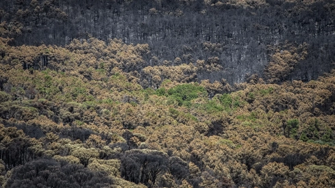 Vista del monte quemado en el Valle del Tiétar, a 1 de agosto de 2026, en Ávila. Gabri Solera / Europa Press
