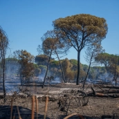 Incendio forestal en Huelva. Francisco J. Olmo / Europa Press