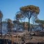 Incendio forestal en Huelva. Francisco J. Olmo / Europa Press