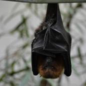 El virus es transmitido principalmente por murciélagos frugívoros y es capaz de propagarse entre personas