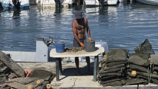Una de las escenas más habituales a la orilla de la Ría Formosa Una de las escenas más habituales a la orilla de la Ría Formosa