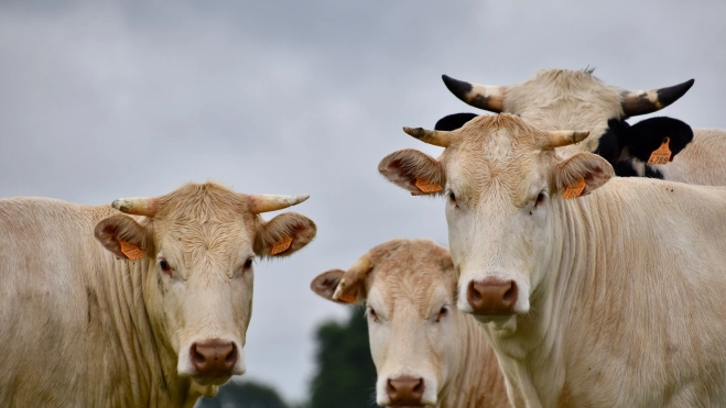Vacas. Fuente: Imagen de JackieLou DL en Pixabay.