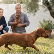 La espalda del perro salchicha