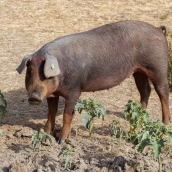 Se detectan nuevos casos de gripe porcina mientras se intenta frenar su expansión. Se detectan nuevos casos de gripe porcina mientras se intenta frenar su expansión.