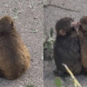 ¡El monito Punch se ha enamorado! Su historia de amor con la monita Momo vuelve a viralizar las redes