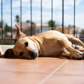 Multas de hasta 50.000 euros por dejar al perro en la terraza: lo que dice la Ley de Bienestar Animal Multas de hasta 50.000 euros por dejar al perro en la terraza: lo que dice la Ley de Bienestar Animal