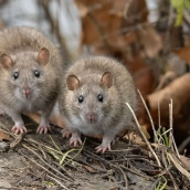Un misterioso tweet publicado en 2022 en el que se 'predice' el brote de hantavirus en 2026 está revolucionando las redes